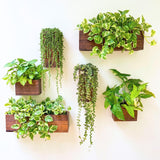 LáLáGreen Wood Planter Box Set (6 Pack) – Wall Hanging Indoor Planters for Plants & Dried Flowers