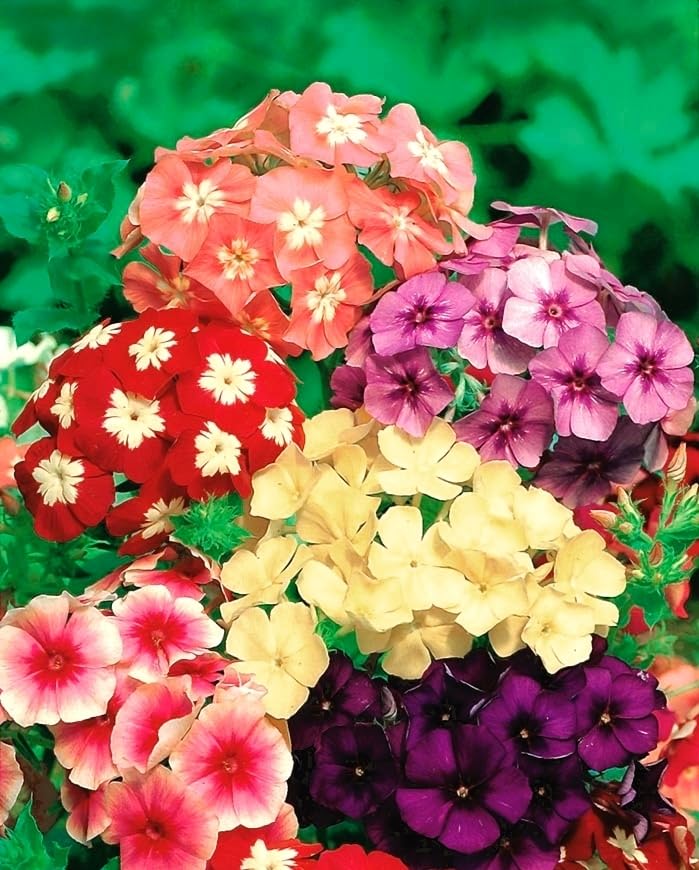 22Day Seeds Drummond's Phlox Mix border display for lush edging