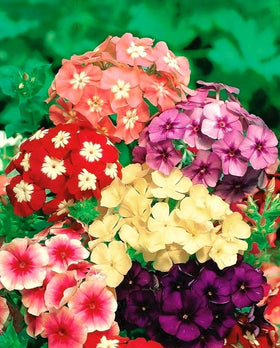 22Day Seeds Drummond's Phlox Mix border display for lush edging