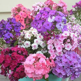 22Day Seeds Drummond's Phlox Mix container planting for small-space patios