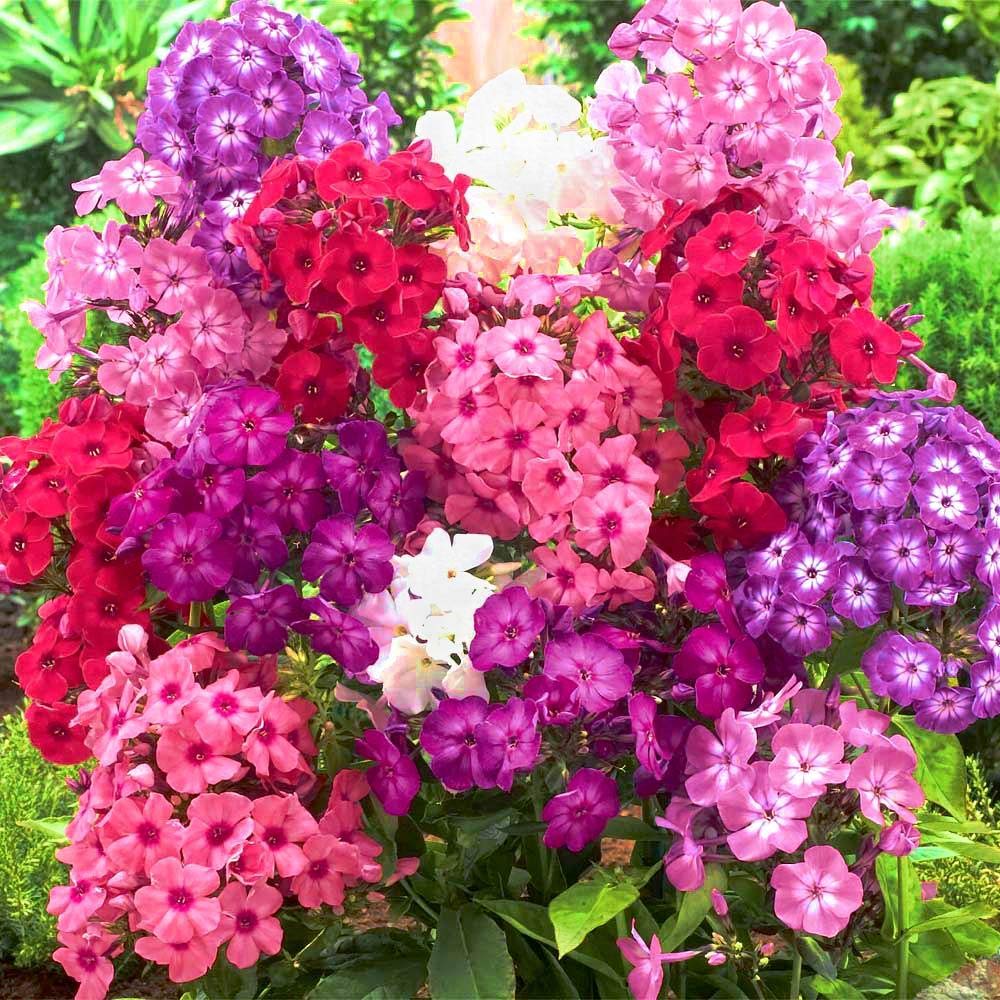22Day Seeds Drummond's Phlox for cut flowers ideal indoors