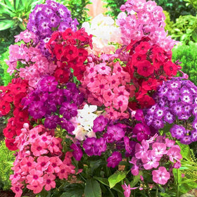 22Day Seeds Drummond's Phlox for cut flowers ideal indoors