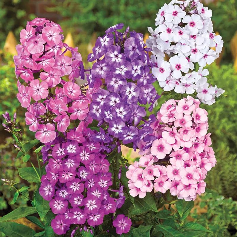 22Day Seeds Drummond's Phlox bloom clusters attract butterflies and pollinators