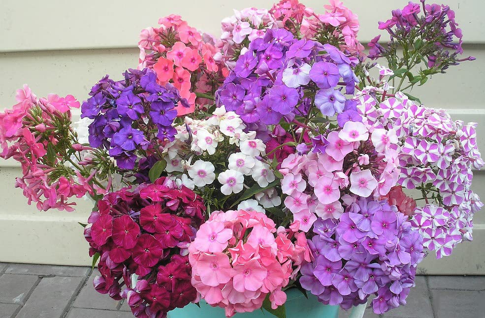 22Day Seeds Drummond's Phlox pink flowers add soft color to beds
