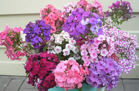 22Day Seeds Drummond's Phlox pink flowers add soft color to beds