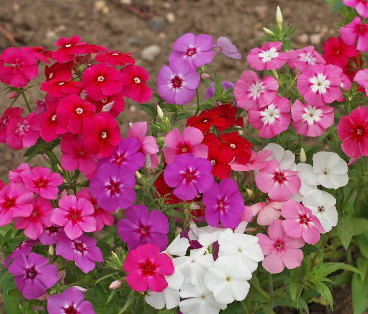 22Day Seeds Drummond's Phlox purple flowers deliver garden depth and charm
