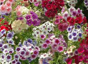 22Day Seeds Drummond's Phlox red flowers create vibrant focal points