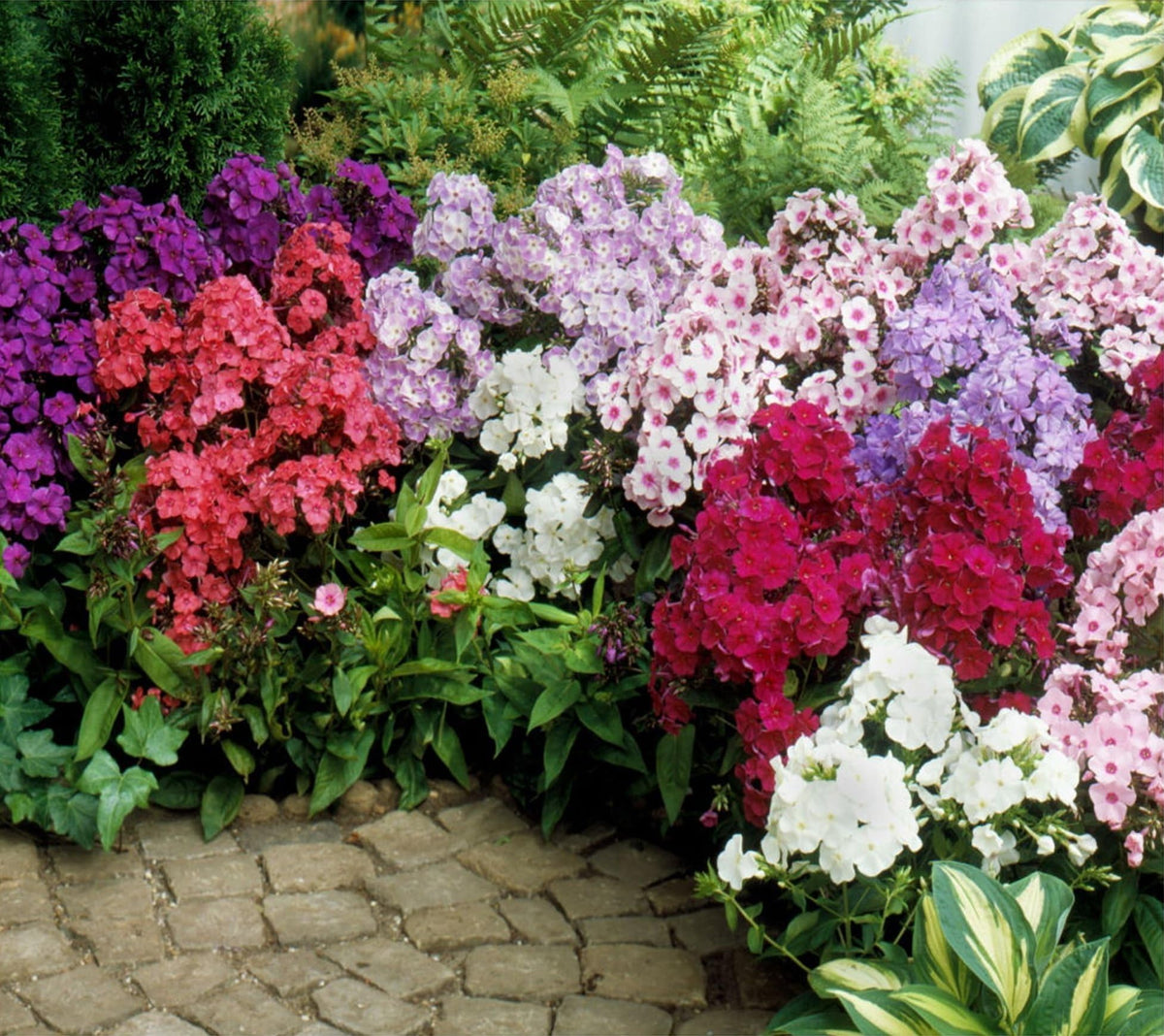 22Day Seeds Drummond's Phlox white flowers provide elegant contrast