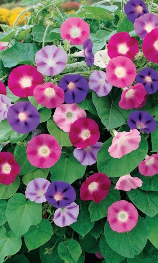 Purple bloom display from lavender to violet enhances borders and arches