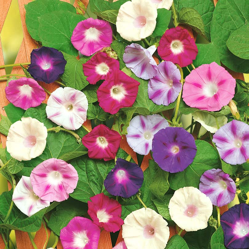 Morning Glory Purple Mix climbing vine on a trellis for quick vertical color