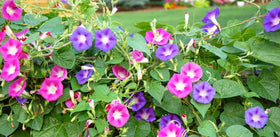 Vibrant garden border accent with vertical growth and seasonal interest