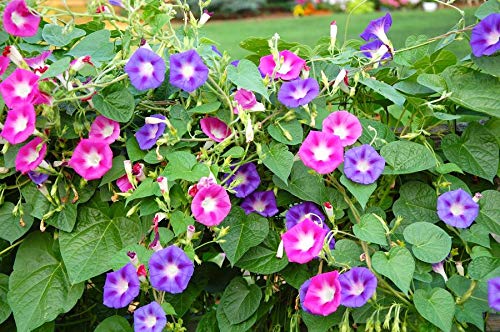 Ground-covering morning glory vines brighten pathways with fast growth