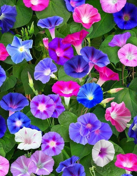 Pollinator-friendly blooms attract bees and butterflies to your garden