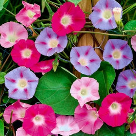 Summer-to-fall bloom period adds lasting color to patios and borders