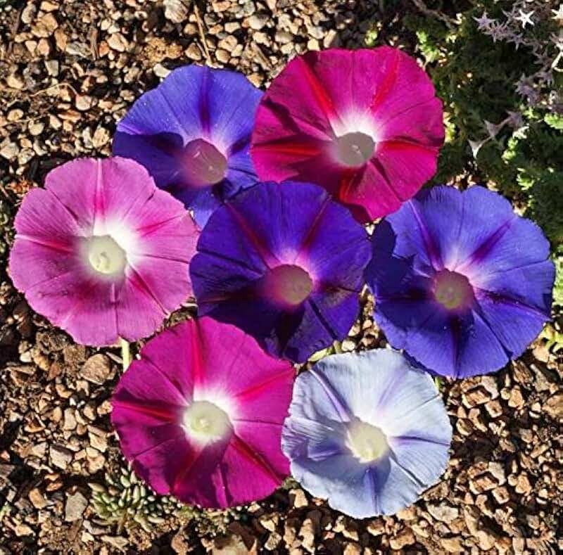 Trellis decoration with Morning Glory Purple Mix creating a purple curtain