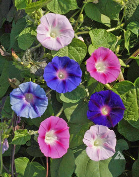 Soft-to-deep purple blossoms add drama to fences or arches