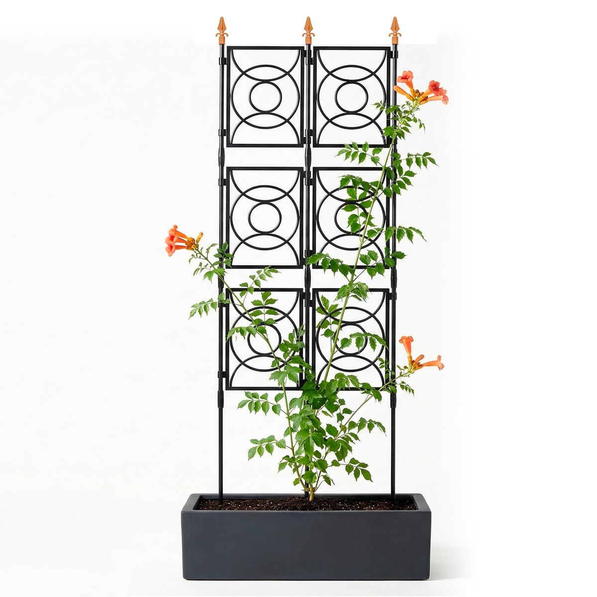 24 Rifny trellis outdoor six point two feet tall supporting climbing roses and clematis