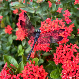 3DVOLTMATE dragonfly clip for garden edges enhances year‑round curb appeal.