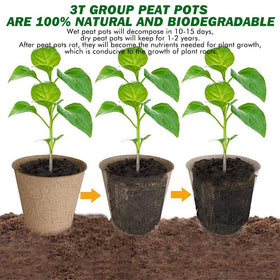 3T GROUP mini disposable peat pots ready for quick seedling start