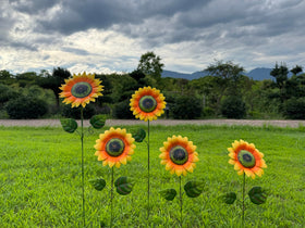 ABELOTS sunflowers in varied heights add dimension along pathways.