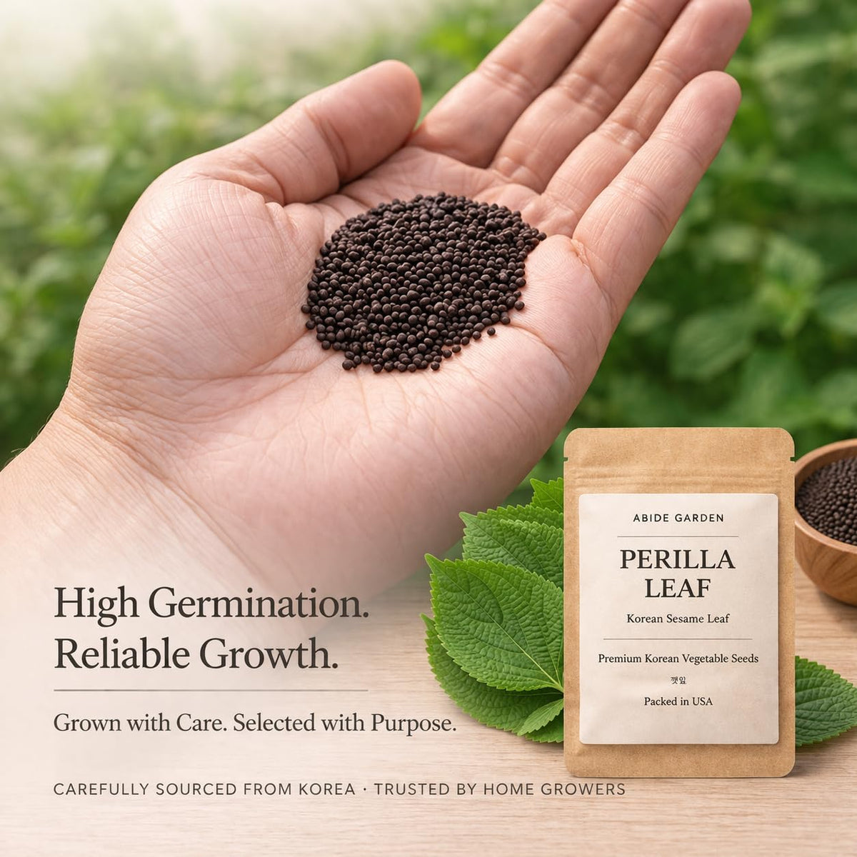 ABIDE GARDEN perilla germination closeup with open-pollinated seeds for reliable growth