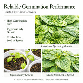 ABIDE GARDEN heritage open-pollinated perilla seeds offering sturdy garden plants