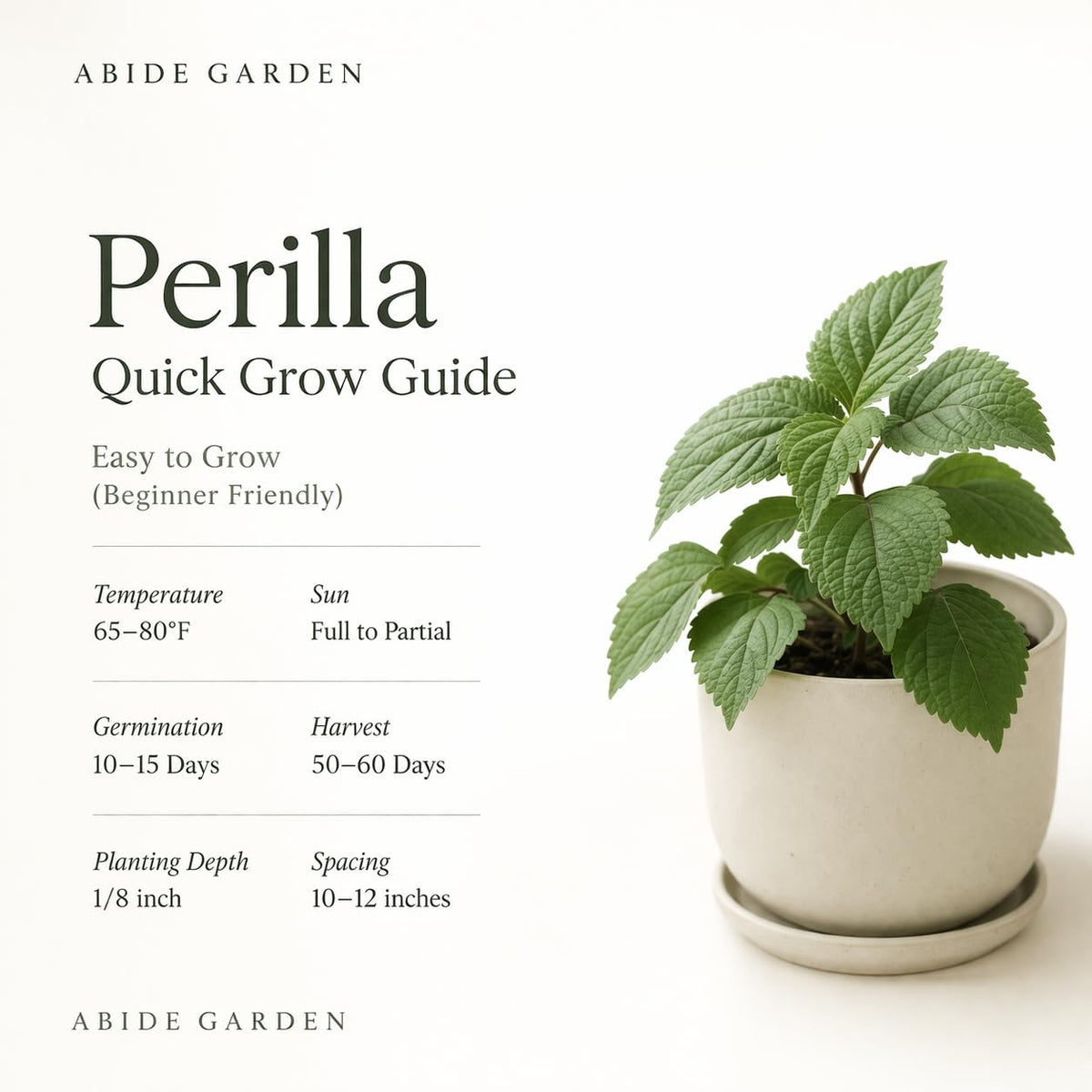 ABIDE GARDEN perilla seeds in indoor planting scenario showing compact herb growth