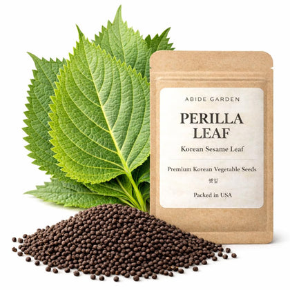 ABIDE GARDEN perilla seeds closeup ready for indoor planting and aromatic herb growth