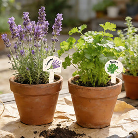 Abilat scalloped heart-edged labels add decorative charm to planters.