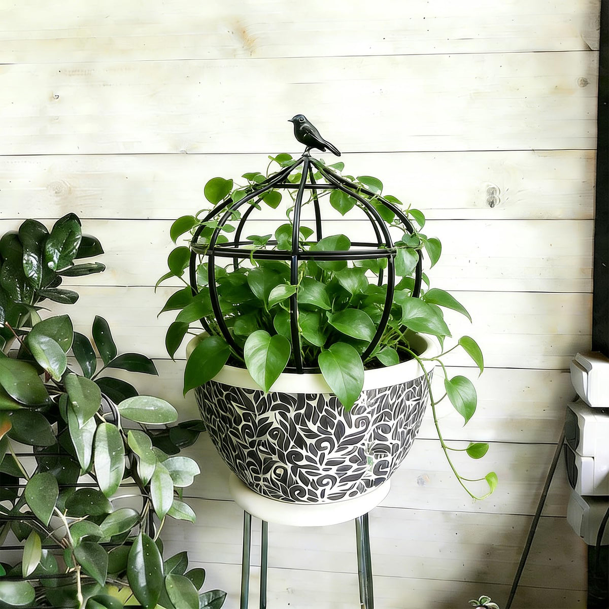 aboxoo rose-climbing support helps roses and vines grow upward gracefully.