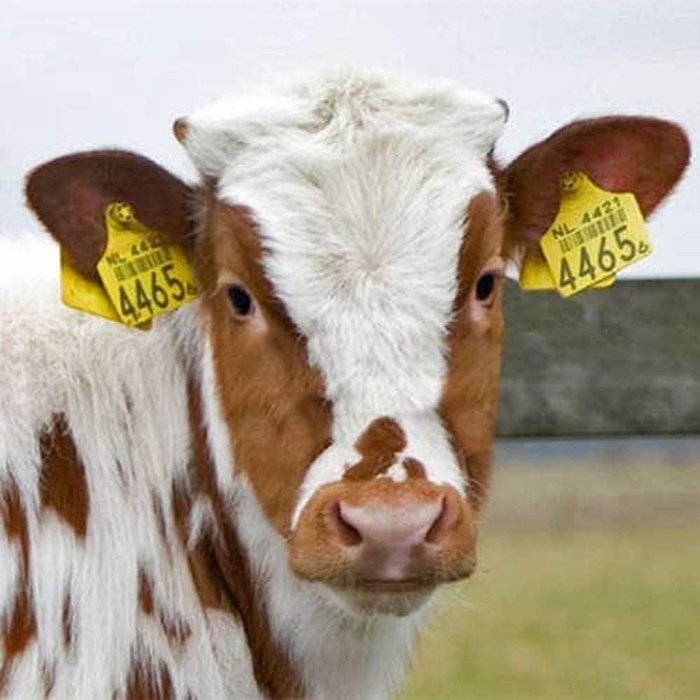 Abustle Pig ear tag 001-100 side view, durable plastic for field durability.