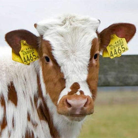 Abustle Pig ear tag 001-100 side view, durable plastic for field durability.
