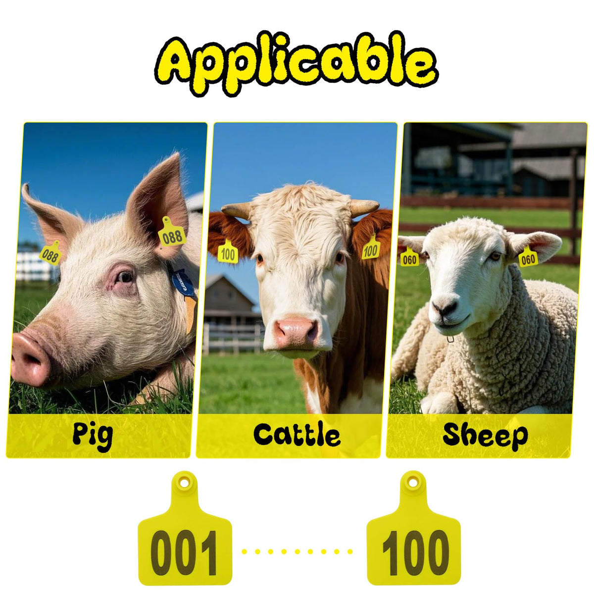 Abustle Pig ear tag 201-300 side view, easy identification.