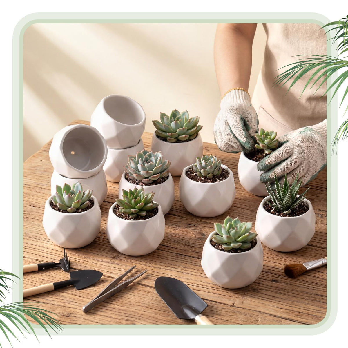Acellegic 24-pack succulent pots for versatile multi-location displays.