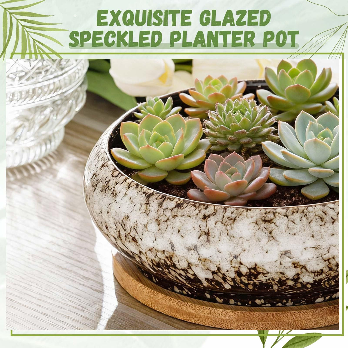 Gift-ready Acellegic planter set for plant lovers and newbies