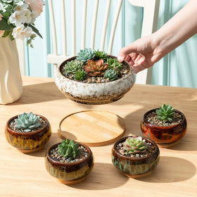 Multicolor ceramic planters by Acellegic ready to brighten shelves