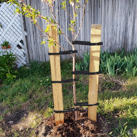 AceOrbit setup in garden shows versatile tying options