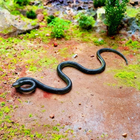 AceOrbit large garden snake on lawn adds playful decor.