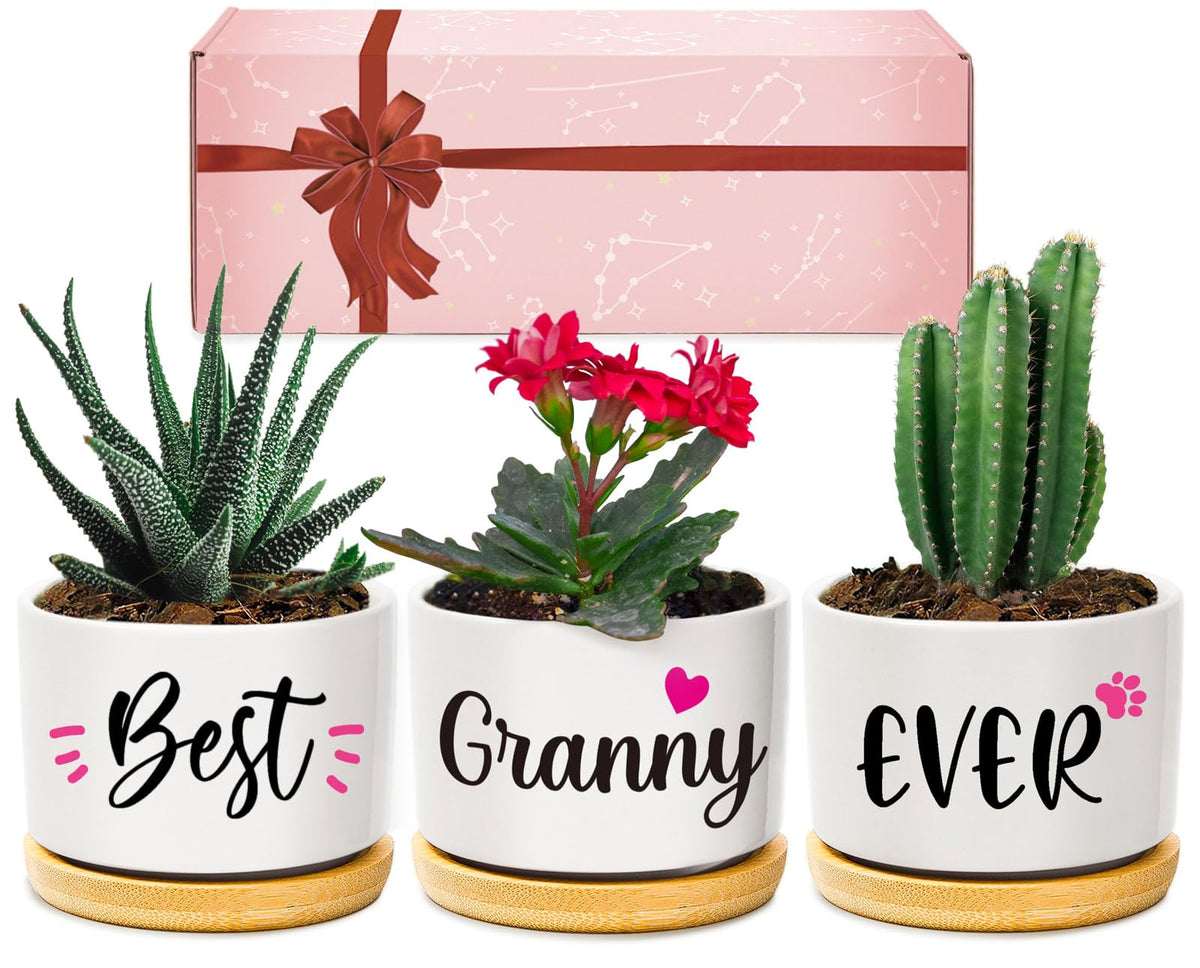 AceThrills ceramic succulent pot for Granny on a desk with a decorative finish