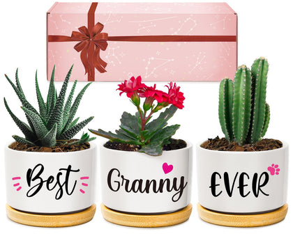 AceThrills ceramic succulent pot for Granny on a desk with a decorative finish