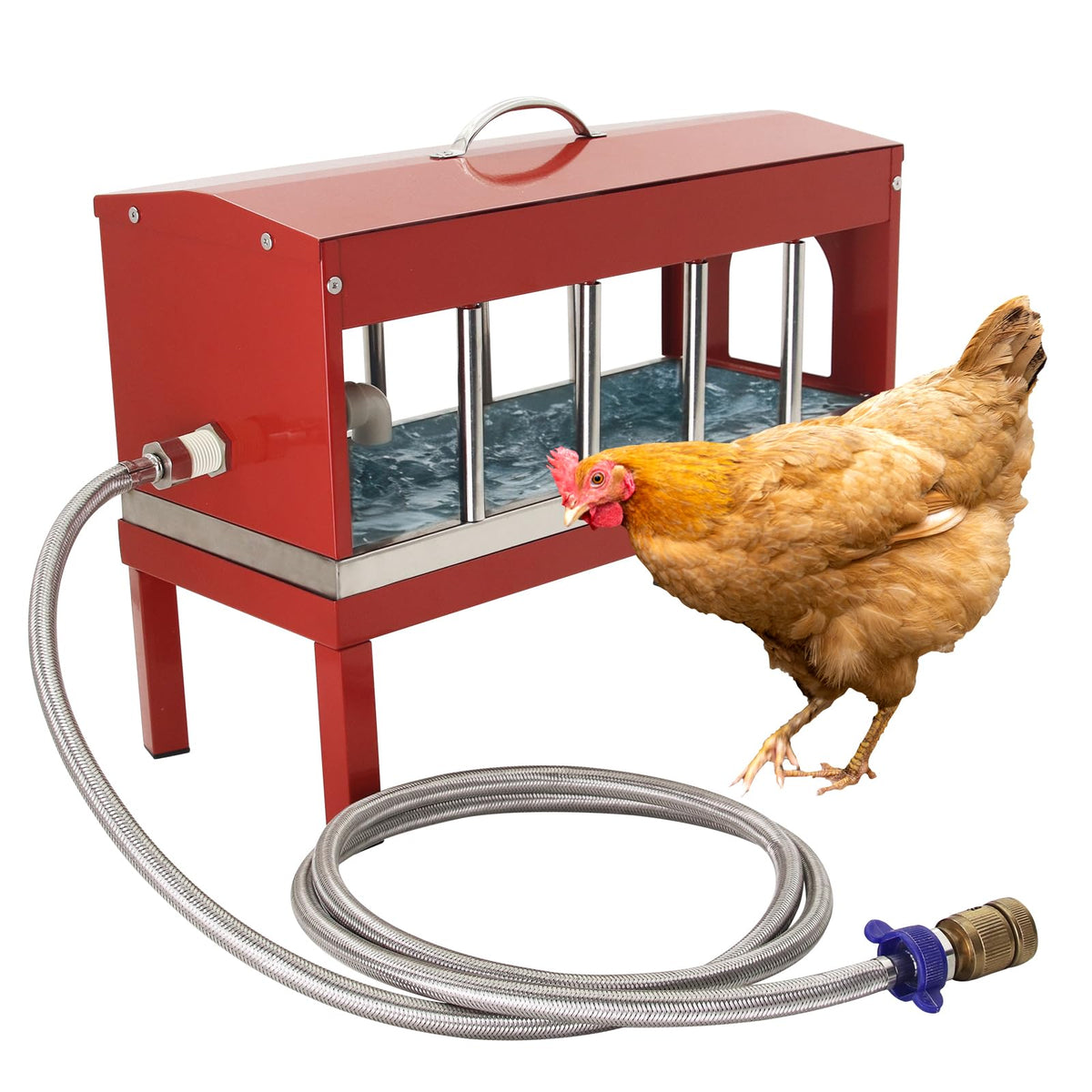 Achicklead automatic chicken waterer with float valve ensures steady hydration for the flock.