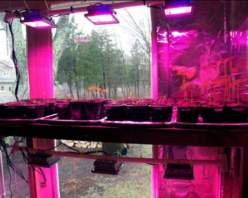 ACKE seedlings thriving under indoor grow light setup