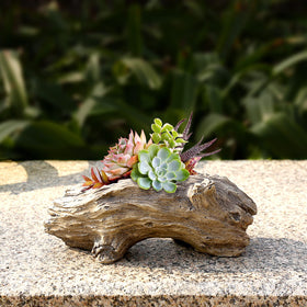Aclema compact planter size fits shelves, balconies, and desktops.