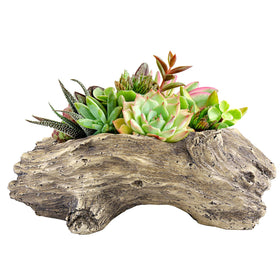 Aclema driftwood planter with drainage hole, ideal for indoor succulents.