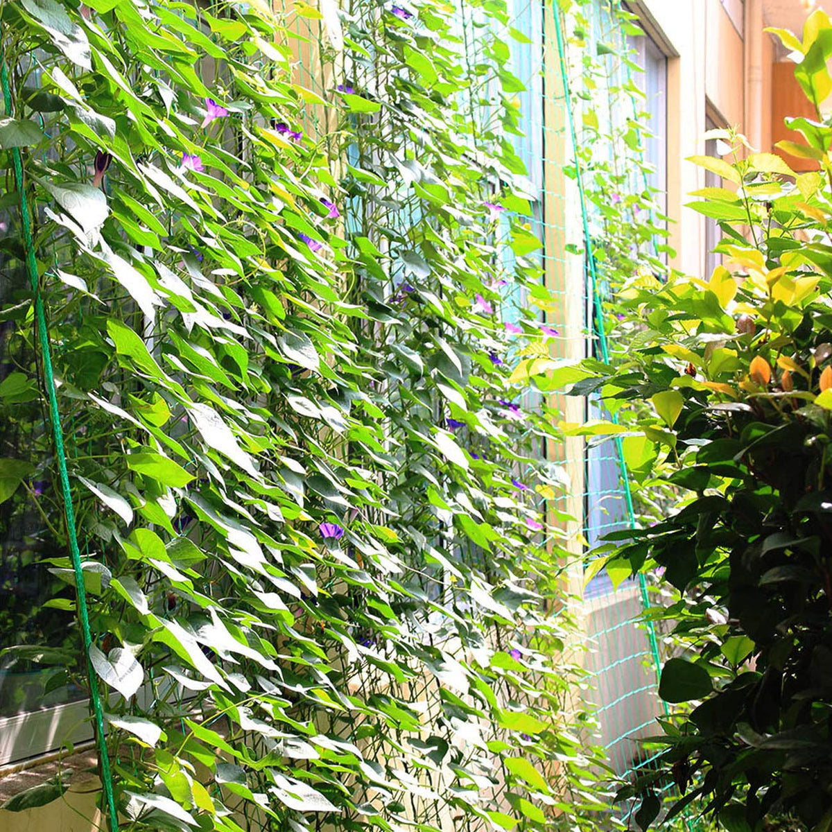 Acronde vine climbing net with corner fixes enables quick, clean installation.