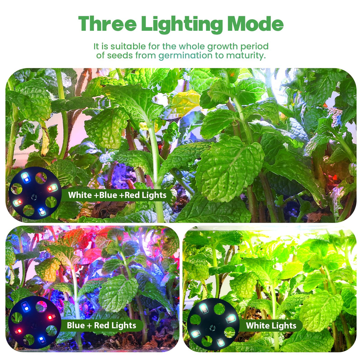Adawook grow lights system with three modes supports robust early growth.