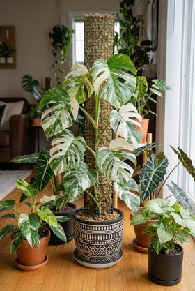 ADGYULB compatible with Monstera, pothos, philodendron for enhanced climbing displays.