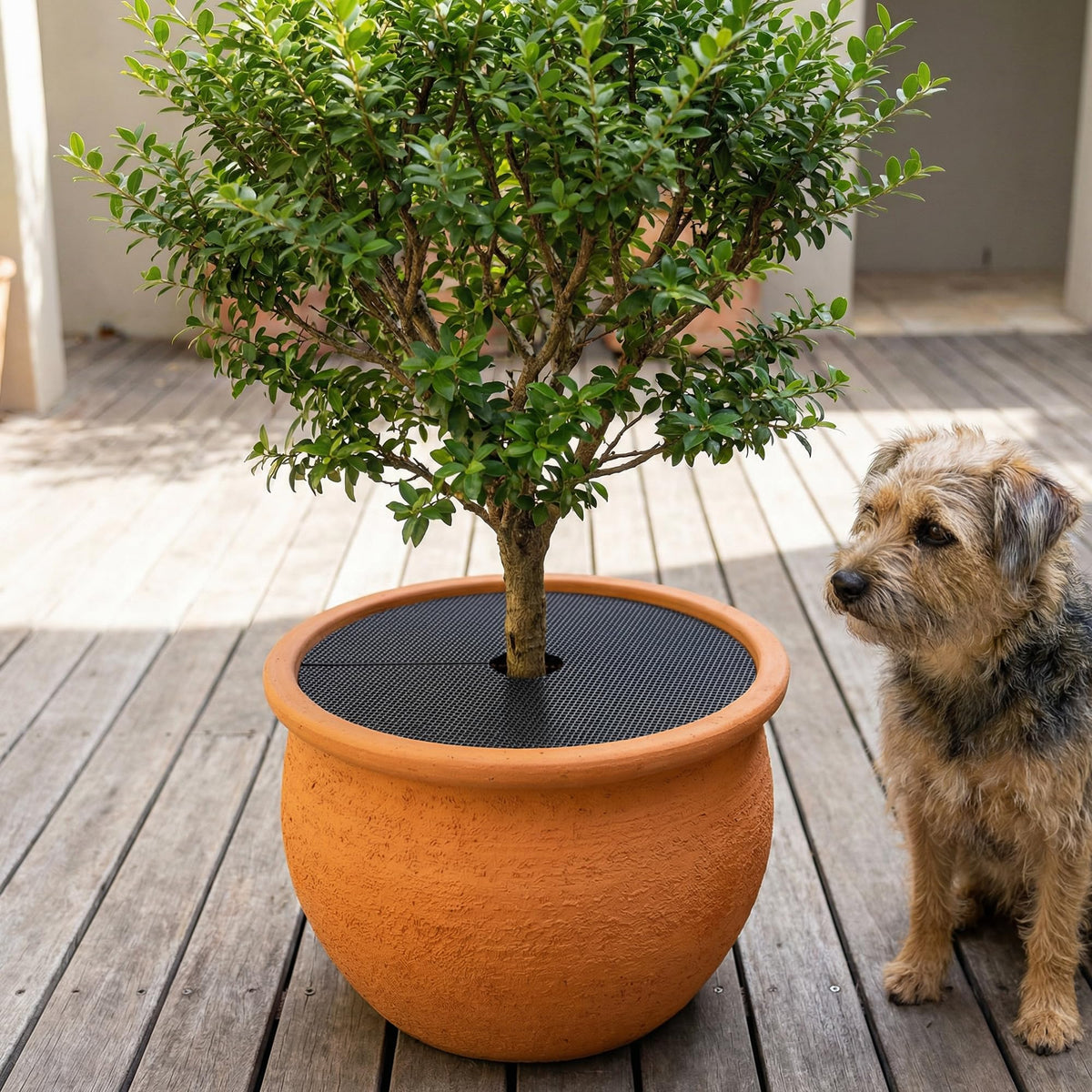Adnee indoor-outdoor plant grid protector for garden and shelf pots