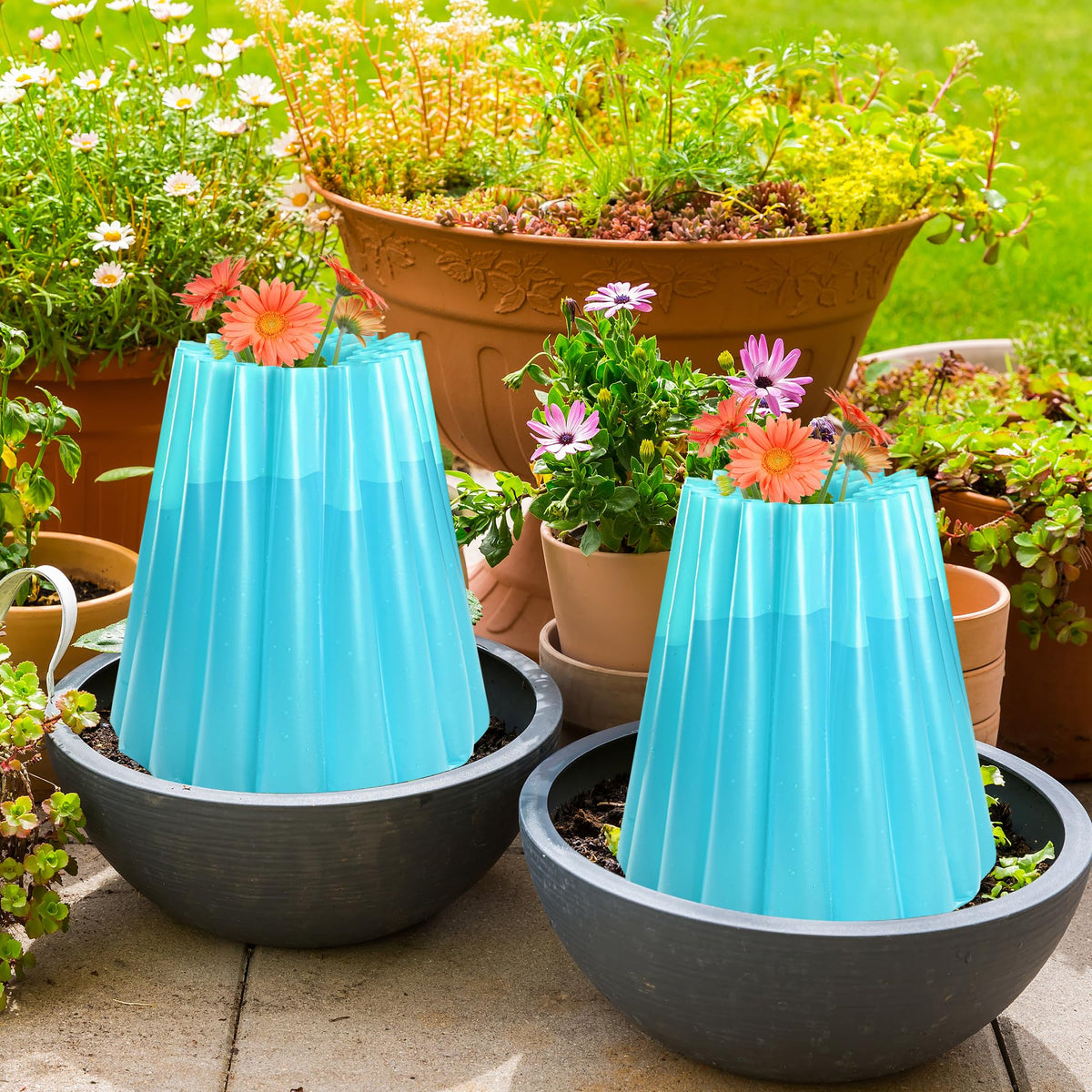 Adnee tomato and cucumber crops benefit from the blue wall-of-water protection.