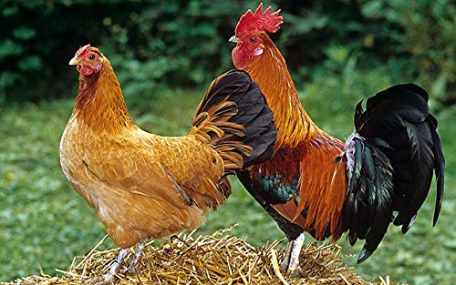 ADP R1 blue and red mitts in rooster handling scene